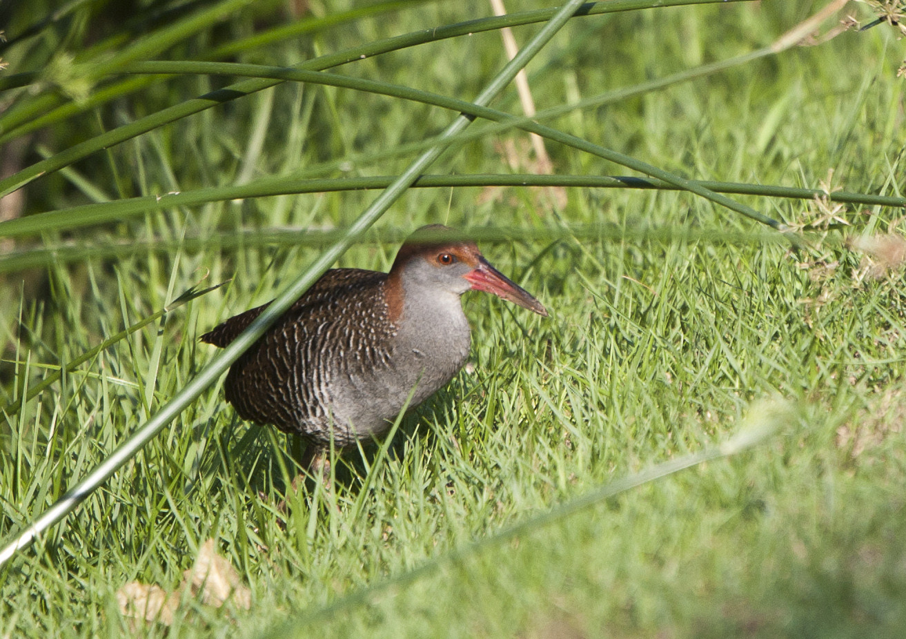 image Slaty-breasted Rail